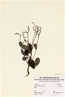 藏品(毛胡枝子)的圖片